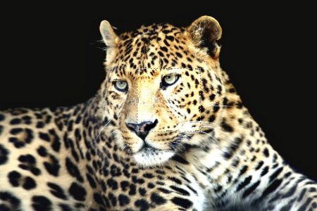 Art collection on Glass - Get in touch with us fro any customization